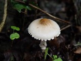 Lepiota clypeolaria image
