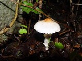 Lepiota clypeolaria image