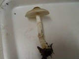 Lepiota clypeolaria image