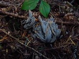 Helminthosphaeria clavariarum image