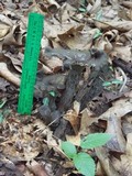 Craterellus foetidus image