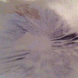 Psilocybe stuntzii image