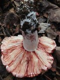 Hygrophorus russula image