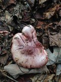 Hygrophorus russula image