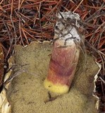Suillus tomentosus image