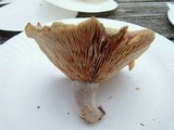 Lactarius subpurpureus image