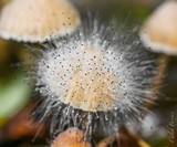 Spinellus fusiger image