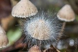 Spinellus fusiger image