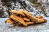 Pholiota squarrosa image