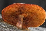 Gymnopilus aeruginosus image