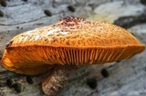 Gymnopilus aeruginosus image