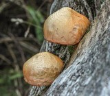 Gymnopilus aeruginosus image
