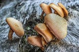 Gymnopilus aeruginosus image