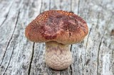 Gymnopilus aeruginosus image