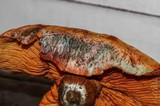 Gymnopilus aeruginosus image