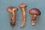 Tricholoma vaccinum image