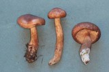 Tricholoma vaccinum image