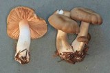 Entoloma pseudocostatum image
