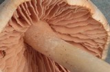 Entoloma sericellum image