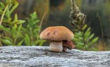 Gymnopilus aeruginosus image
