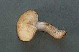 Tricholoma apium image
