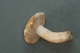 Tricholoma apium image