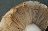 Tricholoma apium image