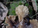 Hohenbuehelia petaloides image