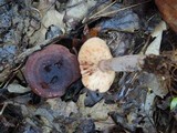 Lactarius mutabilis image