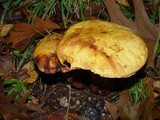 Boletus luridiformis image