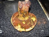 Boletus luridiformis image