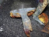 Boletus luridiformis image