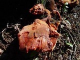 Fistulina hepatica image