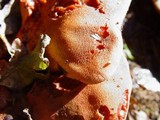 Fistulina hepatica image