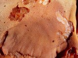 Fistulina hepatica image