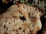 Fistulina hepatica image