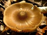 Entoloma vernum image