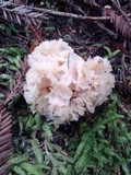 Sparassis crispa image