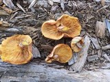 Gymnopilus aeruginosus image