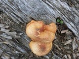 Gymnopilus aeruginosus image