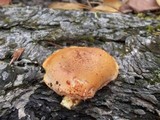 Gymnopilus aeruginosus image
