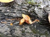 Gymnopilus aeruginosus image