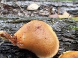 Gymnopilus aeruginosus image