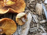 Gymnopilus aeruginosus image