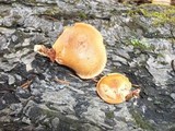 Gymnopilus aeruginosus image