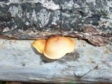 Gymnopilus aeruginosus image