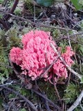 Ramaria araiospora image