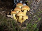 Gymnopilus ventricosus image