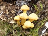 Gymnopilus ventricosus image