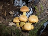 Gymnopilus ventricosus image